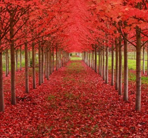 Tunel-de-arboles-de-Maple-en-oregon-estados-unidos