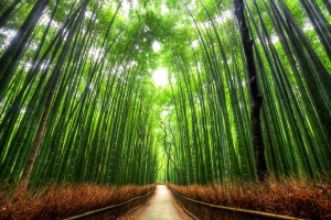 paseo-de-bambu-kyoto-japon