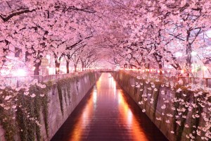 tunel-de-arboles-en-sakura-japon