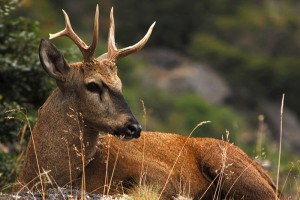 huemul