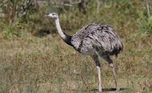nandu