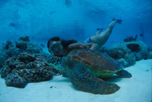 Diver with turtle at the hotel Le M?ridien Bora Bora.