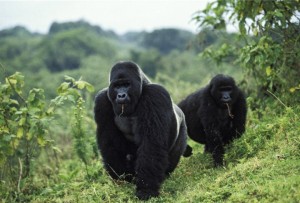 Parque Nacional de Virunga