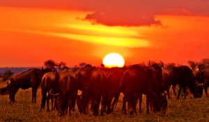maasai mara