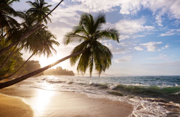 Paisaje de playa en Costa Rica, palmeras