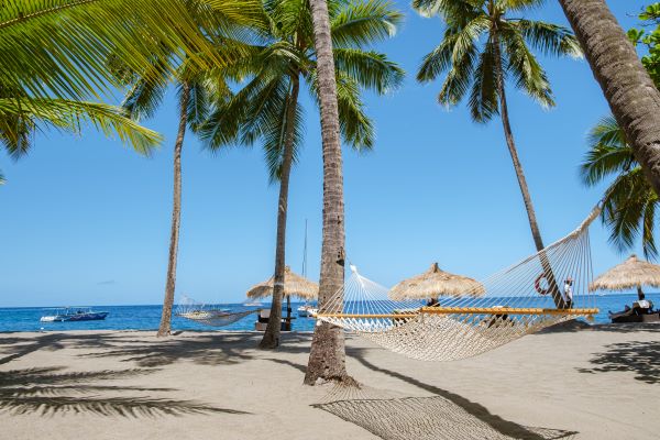 Vista al mar a través de palmeras en Aruba