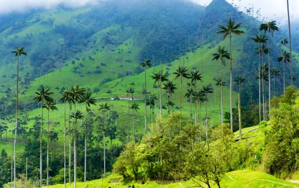 Foto del Valle del Cocora